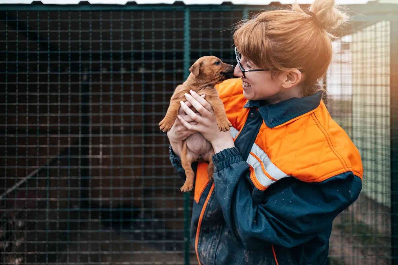 Program Pemerintah Untuk Perlindungan Hewan